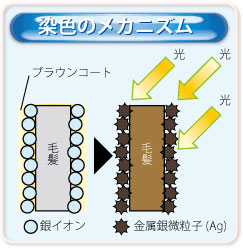 染色のメカニズム